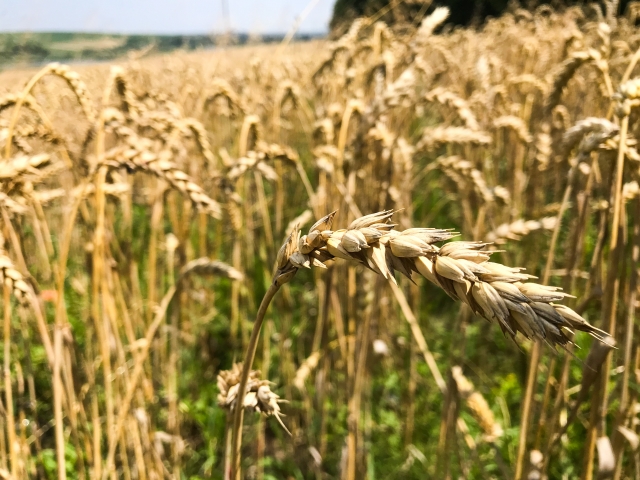 ウクライナの小麦畑